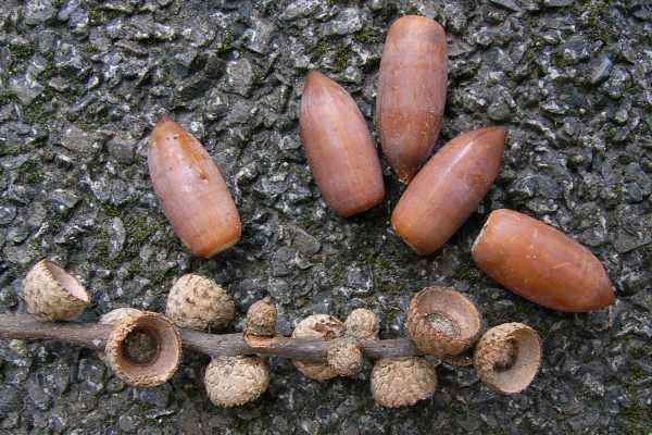 マテバシイの果実(殻斗果)