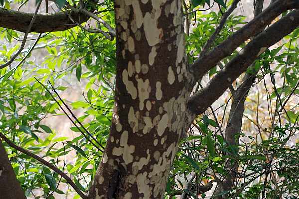 カゴノキの樹皮