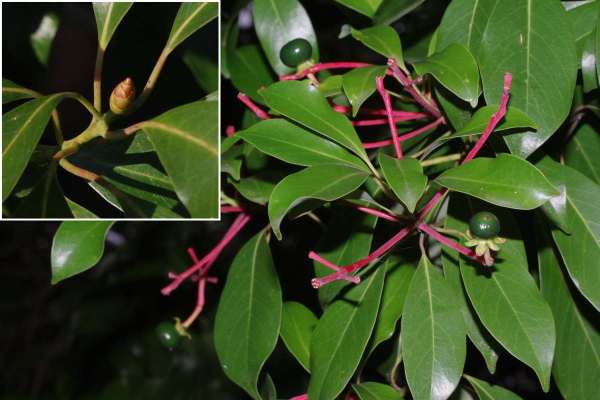 タブノキの果実