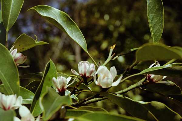 オガタマノキの花
