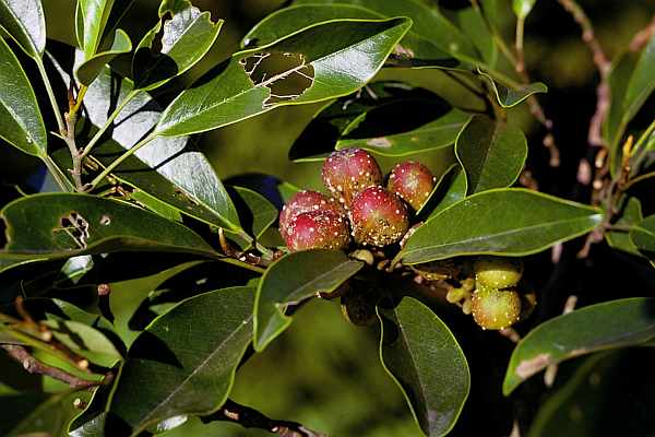 オガタマノキの果実