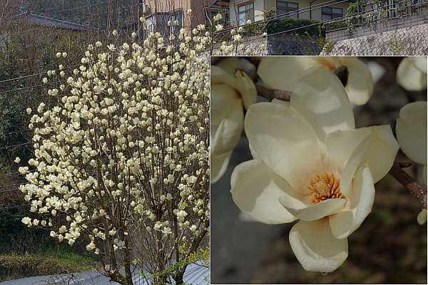 ハクモクレンの花