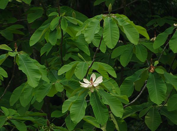 ホオノキの若葉