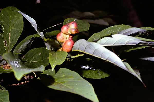 タムシバの果実