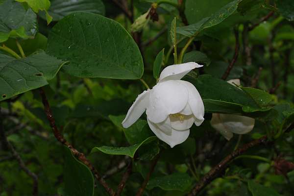 オオヤマレンゲの花