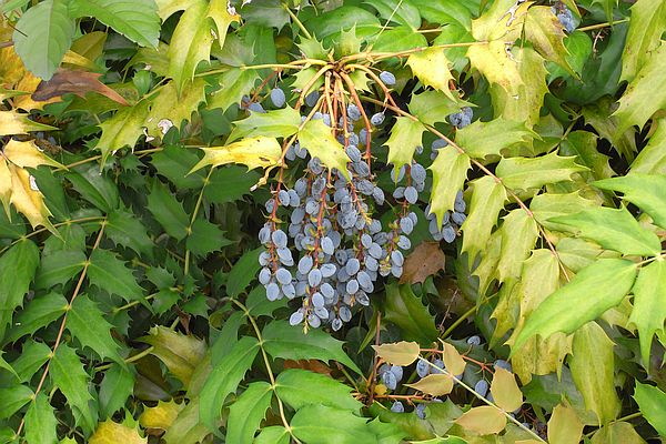 ヒイラギナンテン