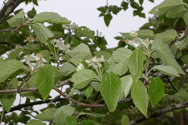 オオウラジロノキ