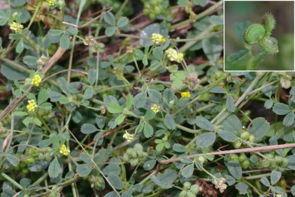 コメツブウマゴヤシ