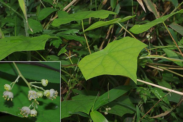 コウモリカズラ