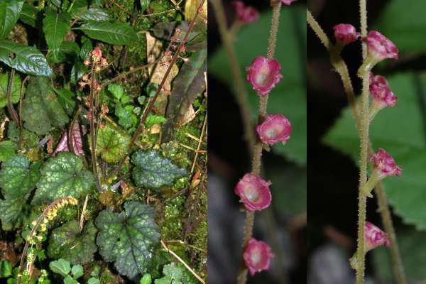 チャルメルソウ