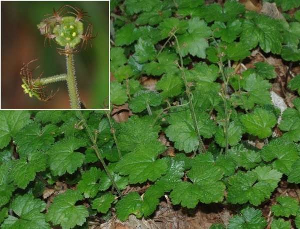 コチャルメルソウ