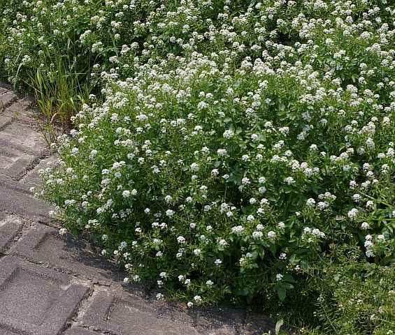 オランダガラシ