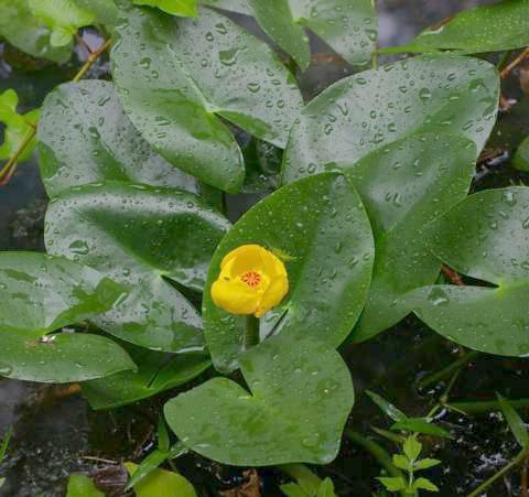 サイジョウコウホネ