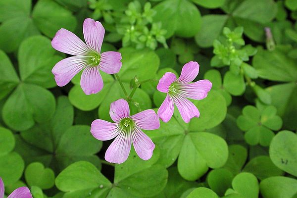 ムラサキカタバミ