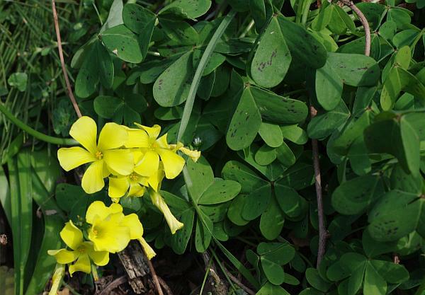 オオキバナカタバミ