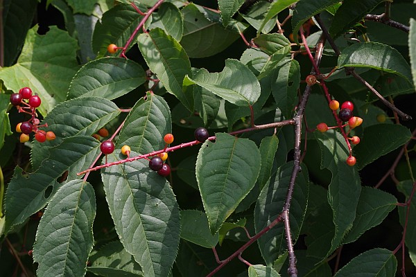 ウワミズザクラ