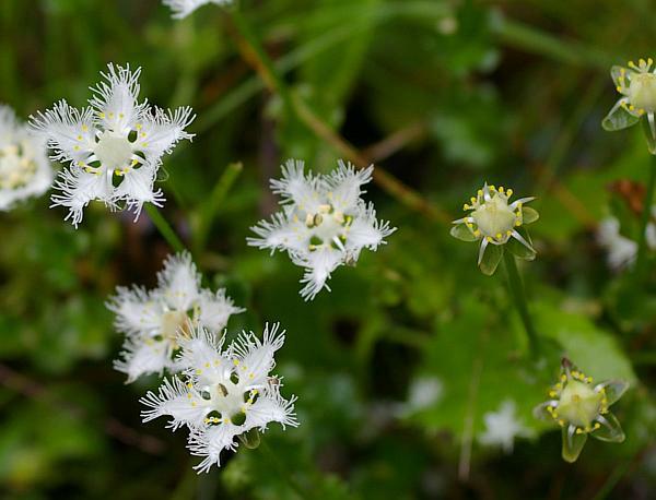 シラヒゲソウの花