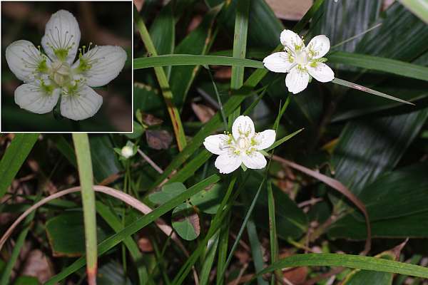 ウメバチソウの花