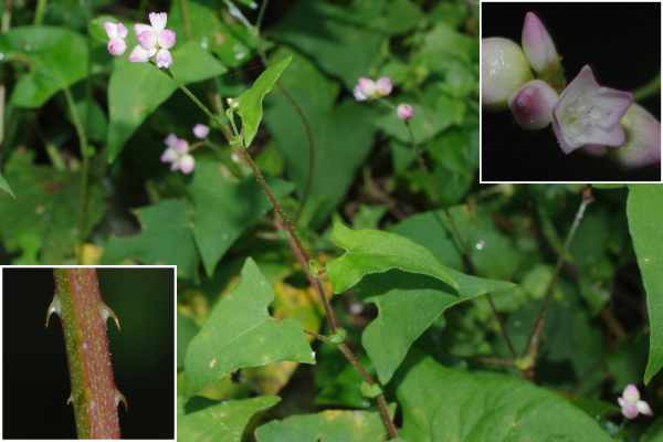 ママコノシリヌグイ