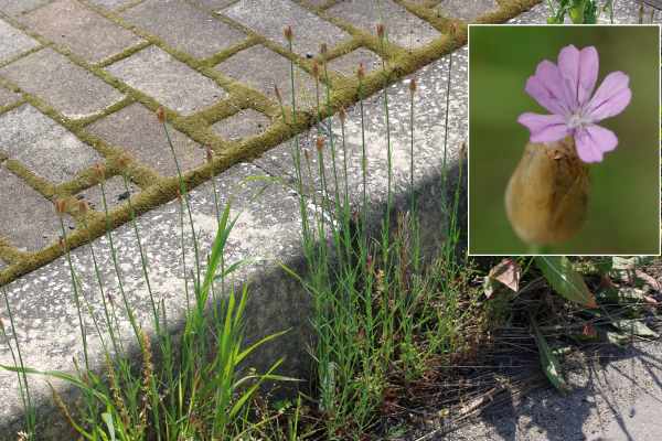 イヌコモチナデシコ