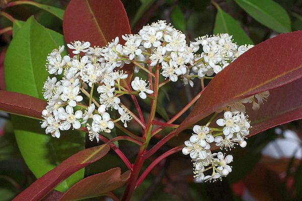 レッドロビンチ