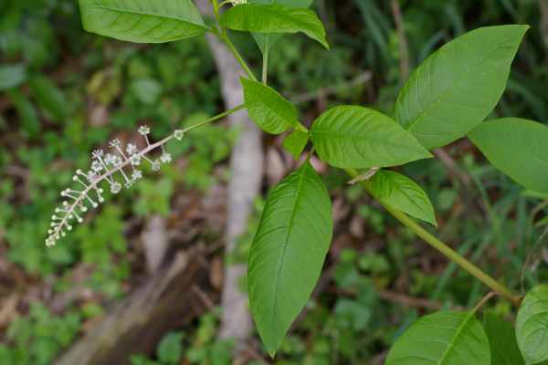 ヨウシュヤマゴボウの花