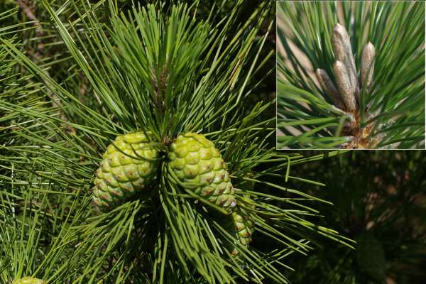 クロマツの球果