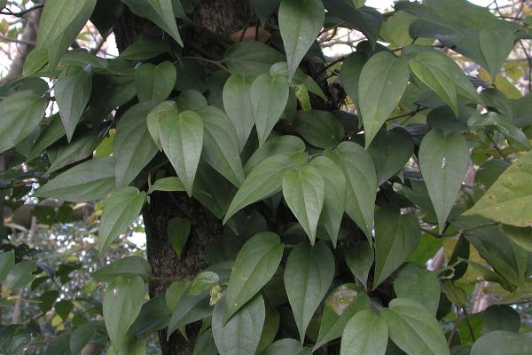 フウトウカズラ