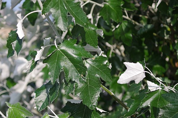 ウラジロハコヤナギ