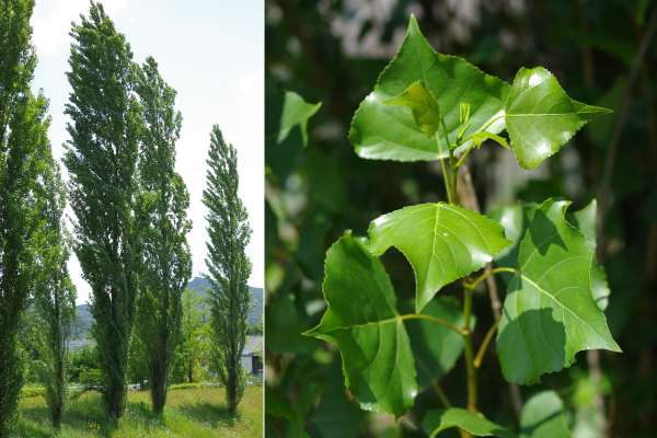 イタリアポプラ