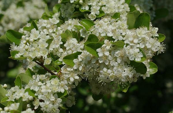 トキワサンザシ
