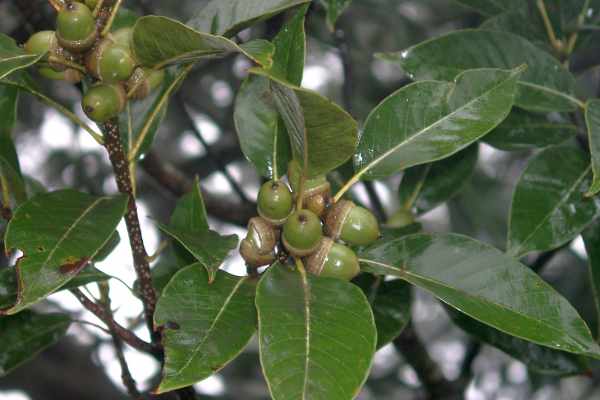 アカガシの殻斗果