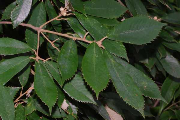 イチイガシの若い殻斗果