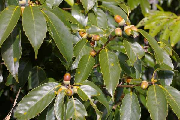 アラカシの殻斗果