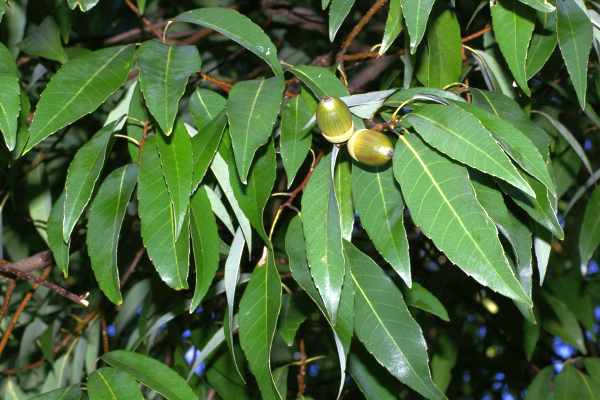 シラカシの殻斗果