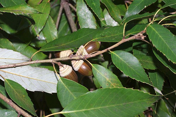 ウラジロガシ果実