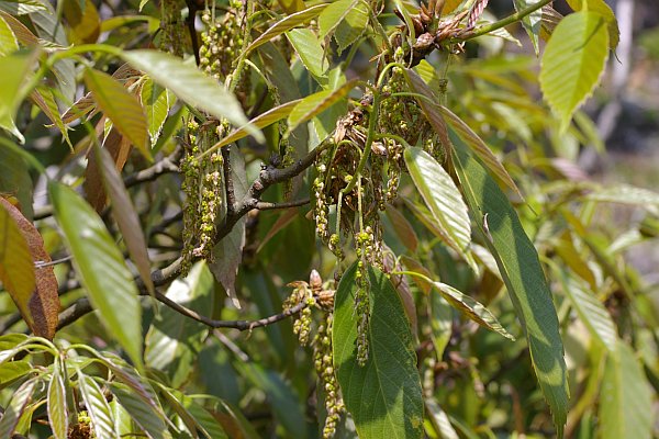 ウラジロガシ花穂