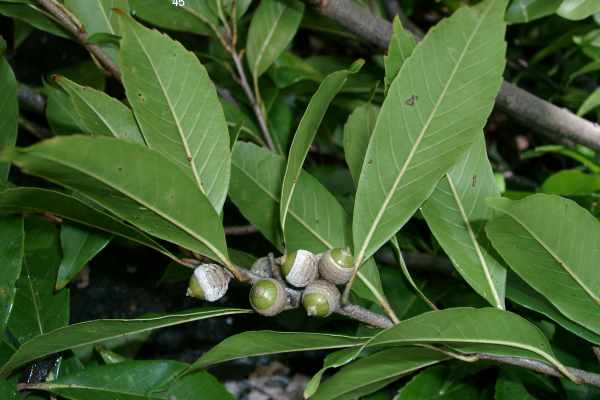 ツクバネガシの若い果実