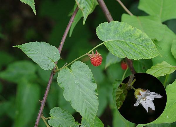 ビロードイチゴ