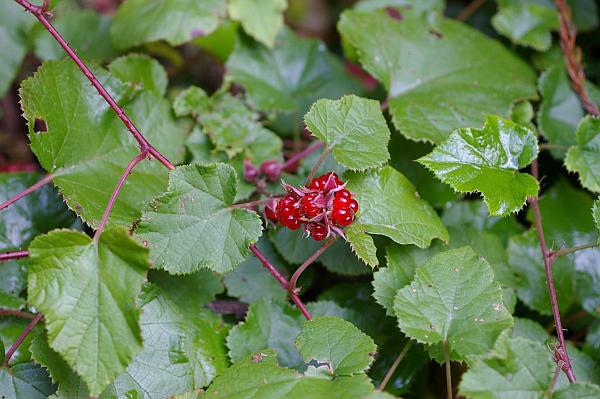 ミヤマフユイチゴ