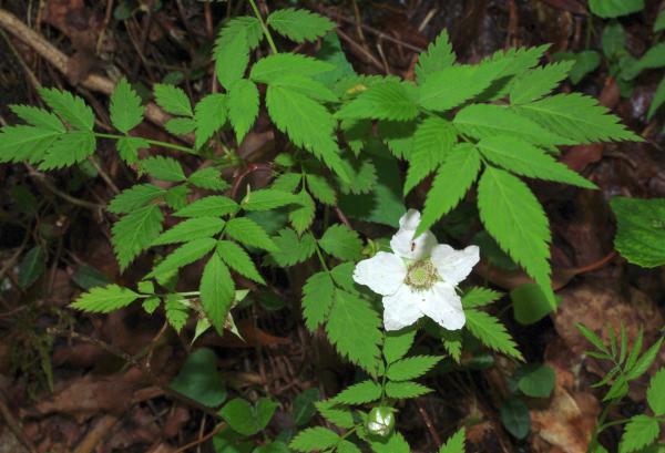 ヒメバライチゴ