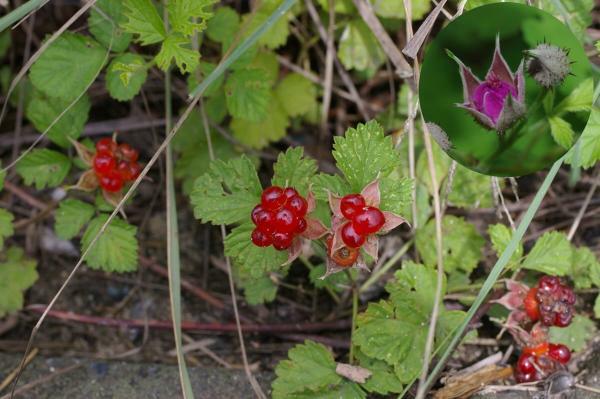 ナワシロイチゴ