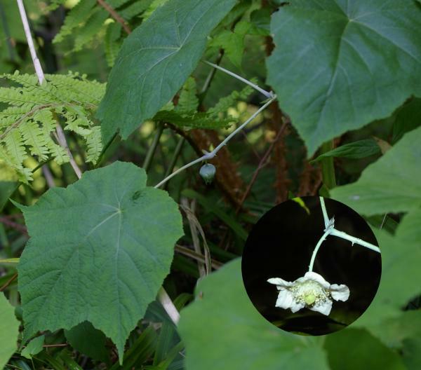 ハスノハイチゴ