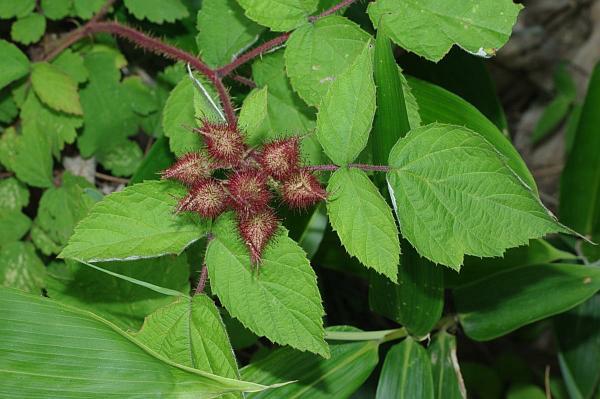 エビガライチゴ