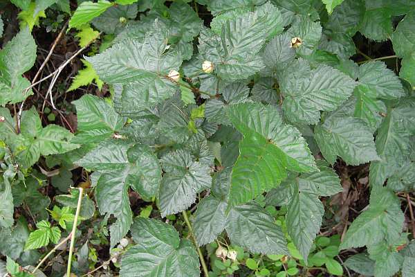 ミヤマニガイチゴ