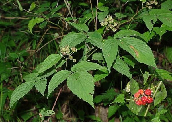 キビナワシロイチゴ