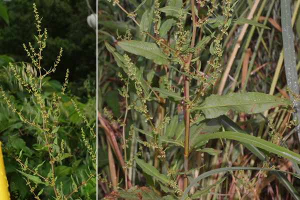 アレチギシギシ