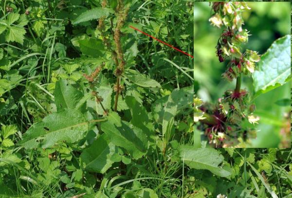 エゾノギシギシ