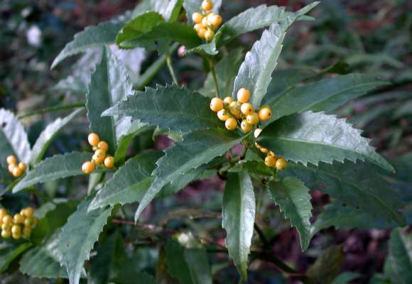 キミノセンリョウ