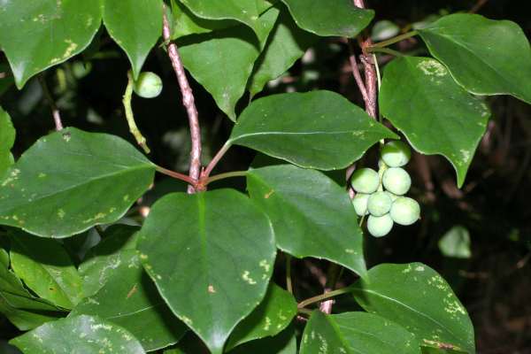 マツブサの果実